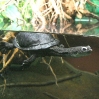 vivarium 010.jpg